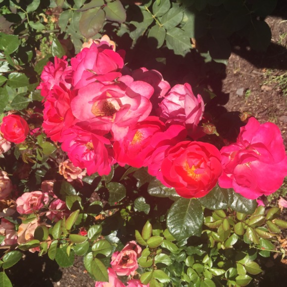 Meet your Posher, Amy - Picture 2 of 5